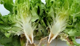Lettuce Fusarium wilt and root rot
